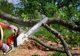 Best Tree Maintenance Programs  in Arlington, TX