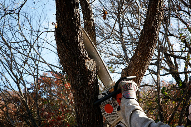 How Our Tree Care Process Works  in  Arlington, TX