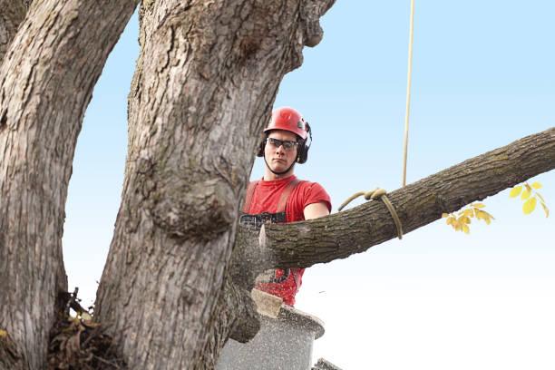 Best Arborist Consultation Services  in Arlington, TX